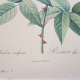 Rosier lithographie Pierre-Joseph Redouté