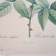 Rose lithograph Pierre-Joseph Redouté