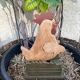 Poule en bois mécanique