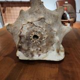 Large cornuta shell