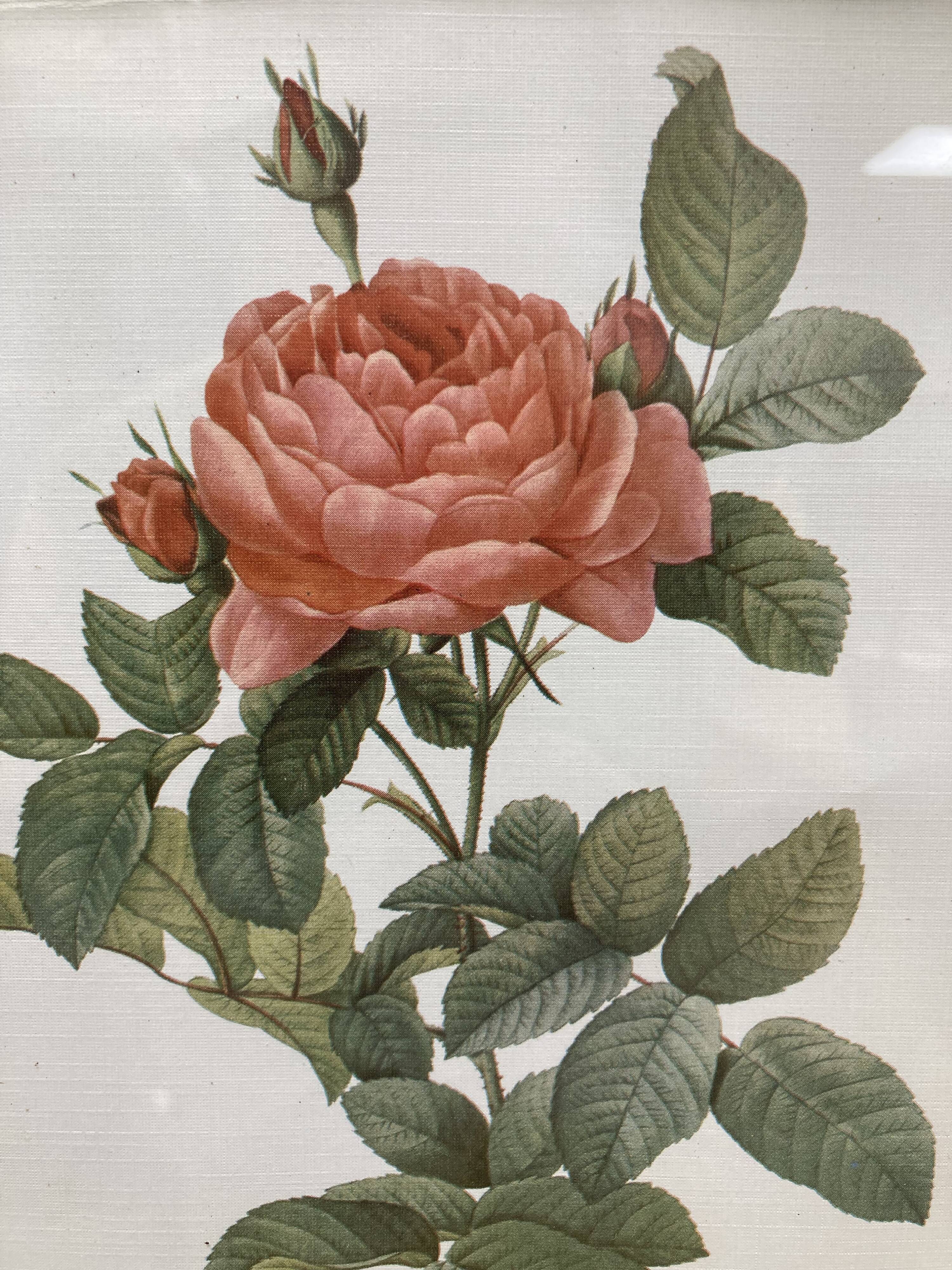 Illustration Rose Redouté