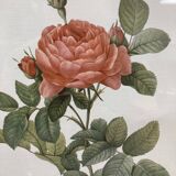 Illustration Rose Redouté