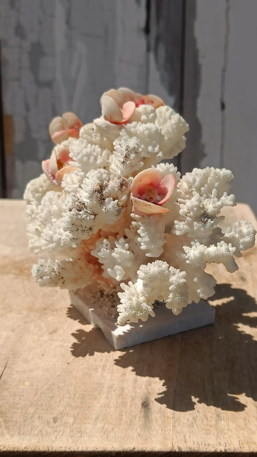 White coral tree with shell