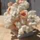 White coral tree with shell