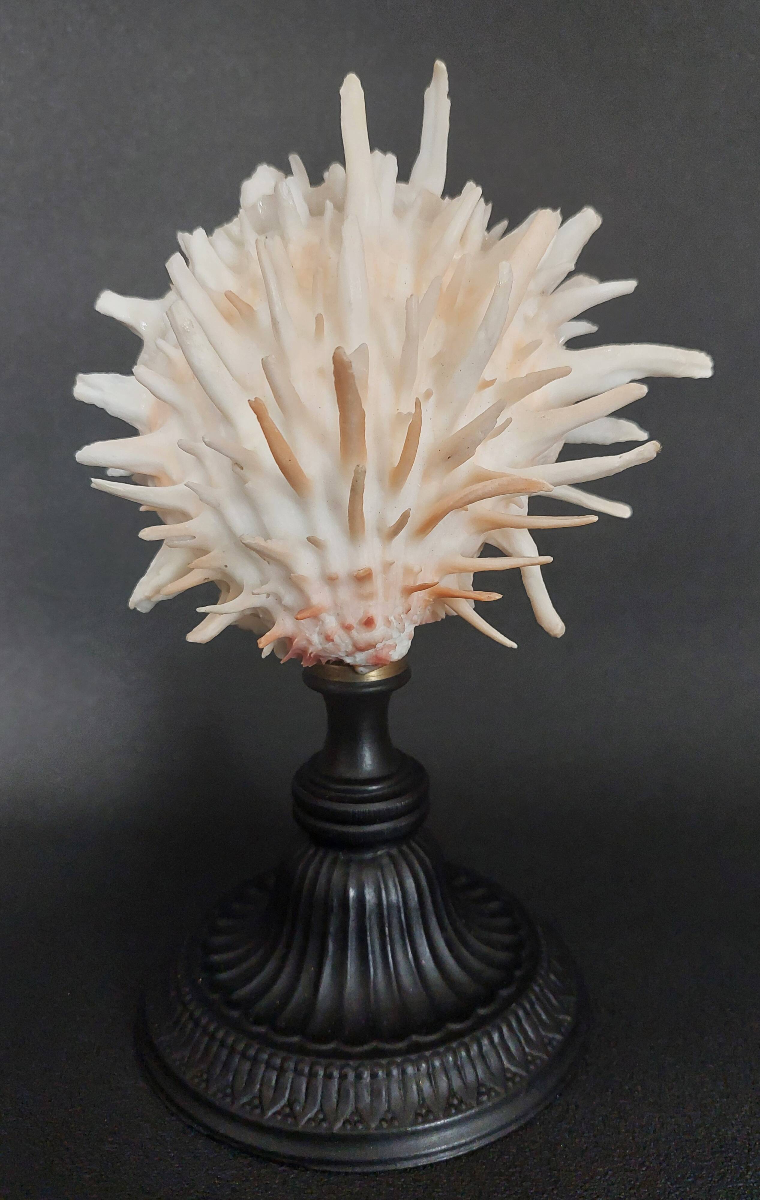 Cabinet of Curiosities Spondylus americanus shell on base