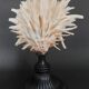 Cabinet of Curiosities Spondylus americanus shell on base