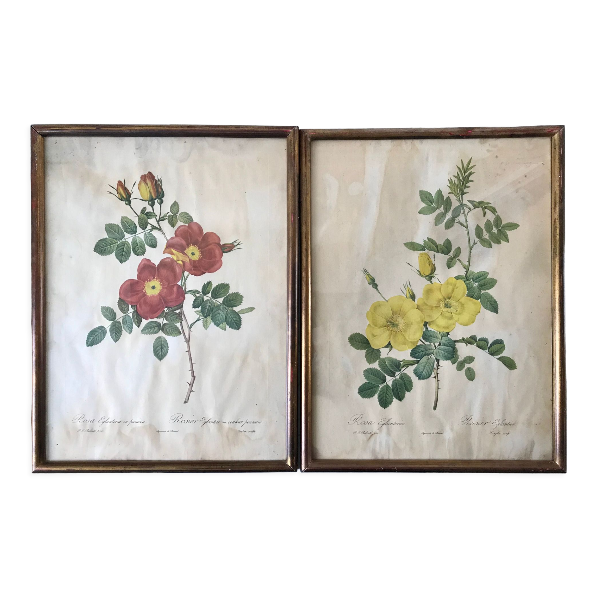 Duo of lithographs JP Redouté Rosier Eglantier red and yellow