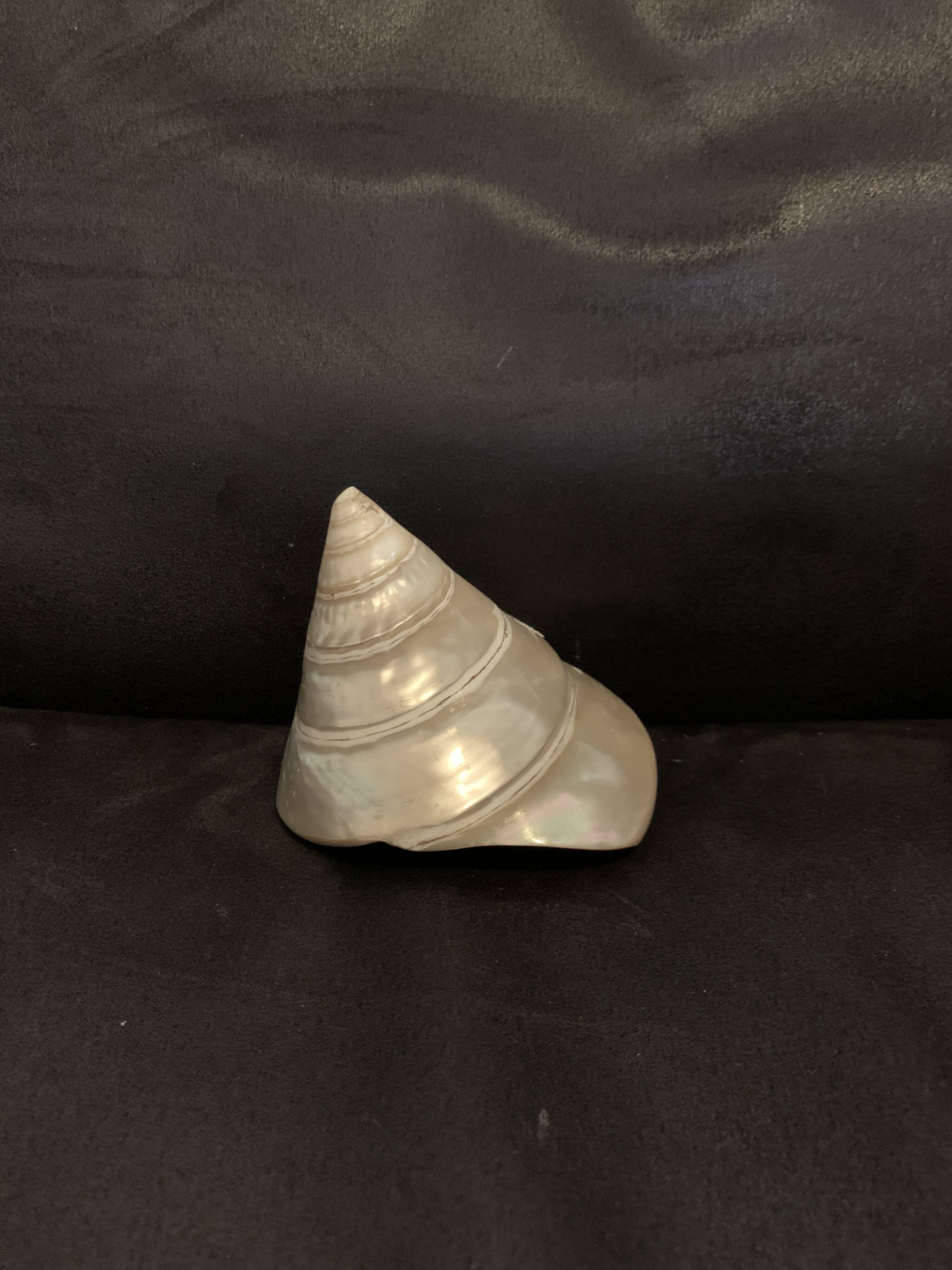 Troca shell decoration 8cm polished pearly Trocca Trochus decoration sea beach vintage old