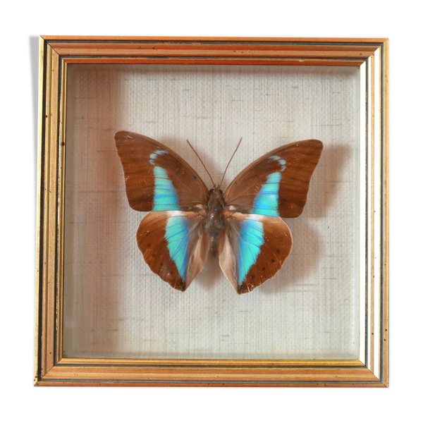 Cadre vitrine papillon naturalisé bleu et marron années 60 | Selency