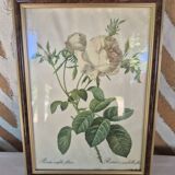 Redouté botanical white spirit roses painting