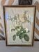 Redouté botanical white spirit roses painting