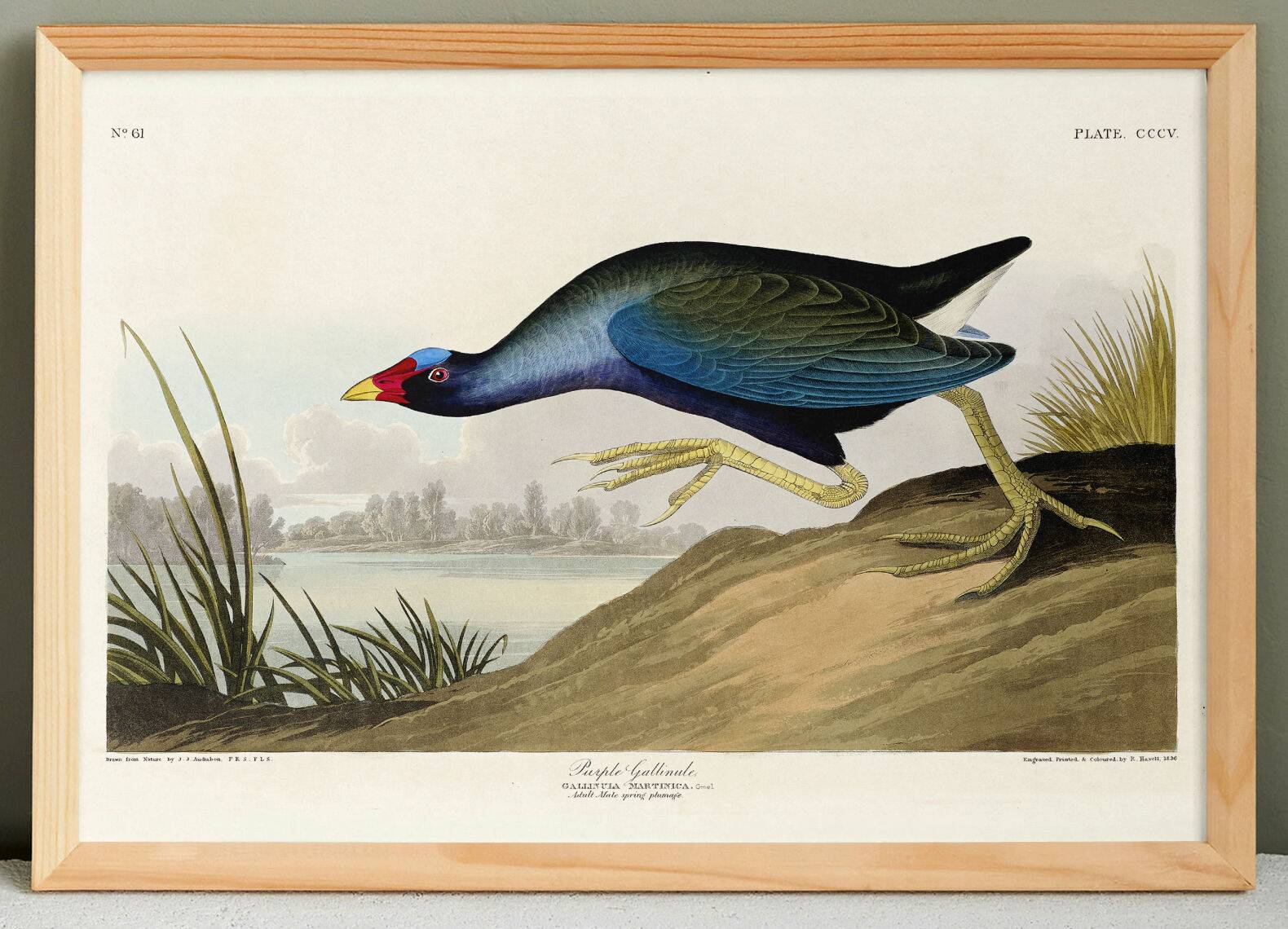 Poster about the Sultana Talève, based on an old engraving from 1827.