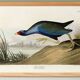 Affiche sur la Talève sultane, d’après une gravure ancienne de 1827.
