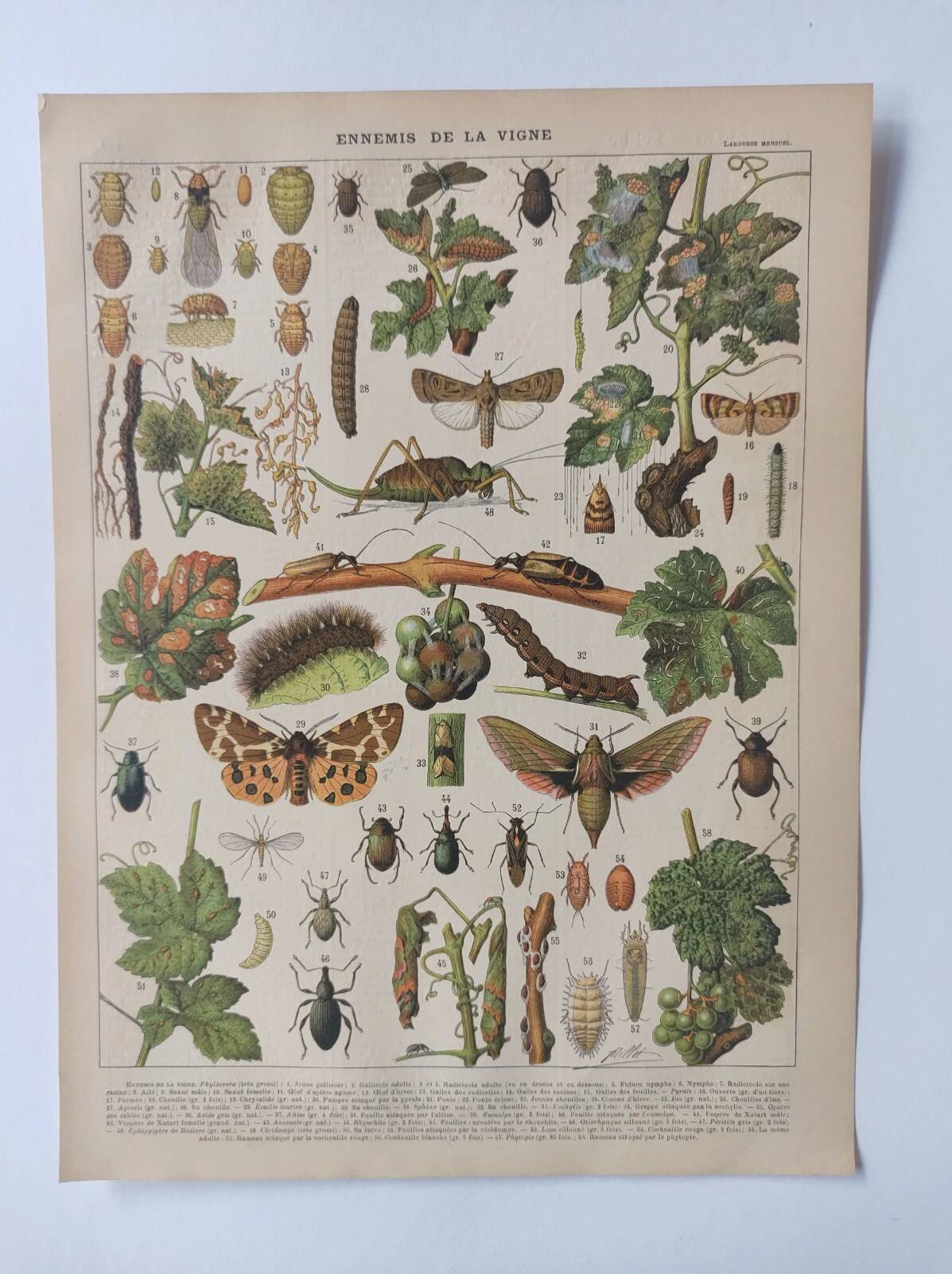 Engraving • Vine (2) • Original and vintage poster from 1907