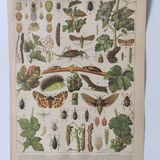 Engraving • Vine (2) • Original and vintage poster from 1907