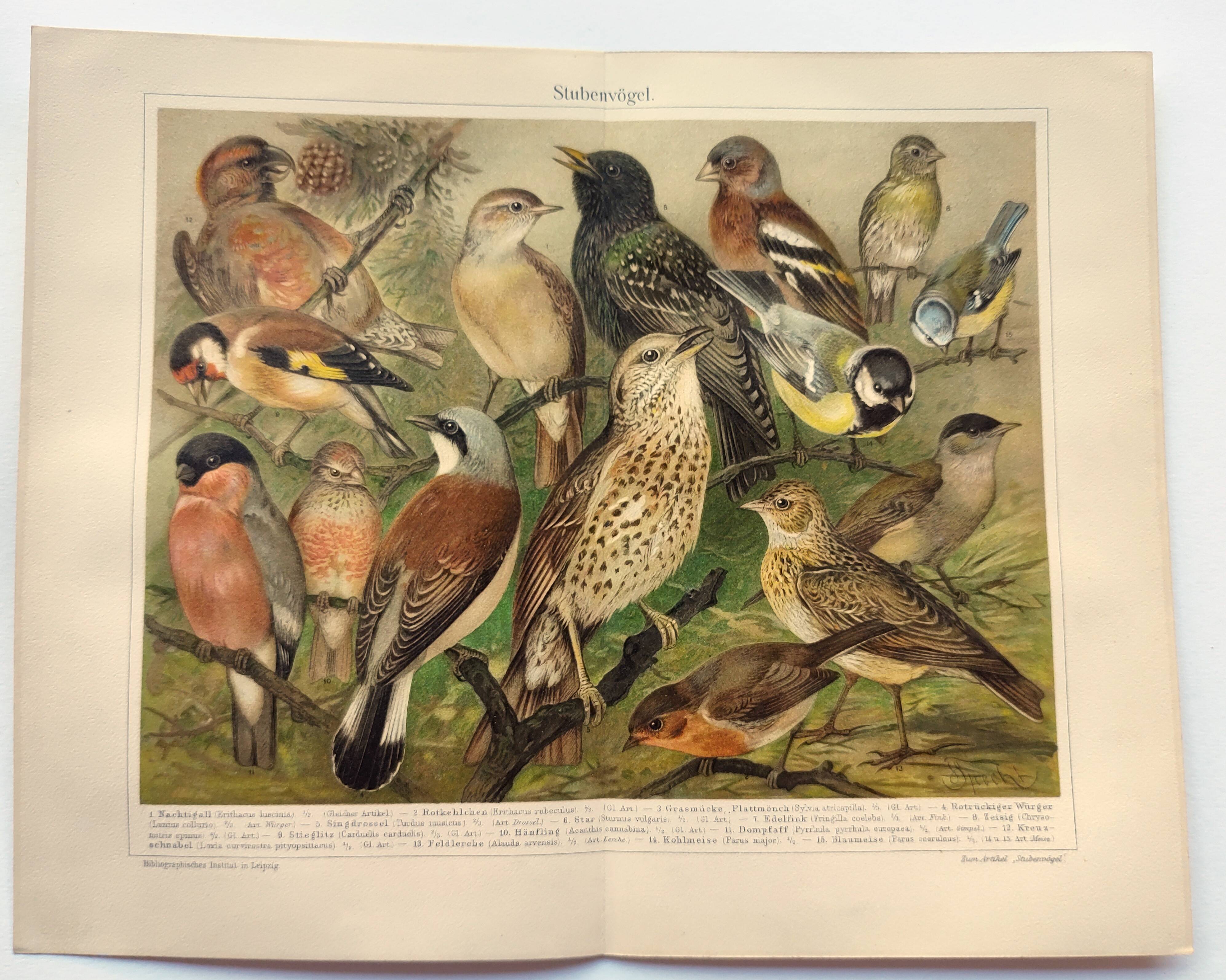 Zoological engraving from 1909 - Garden birds - Old German print