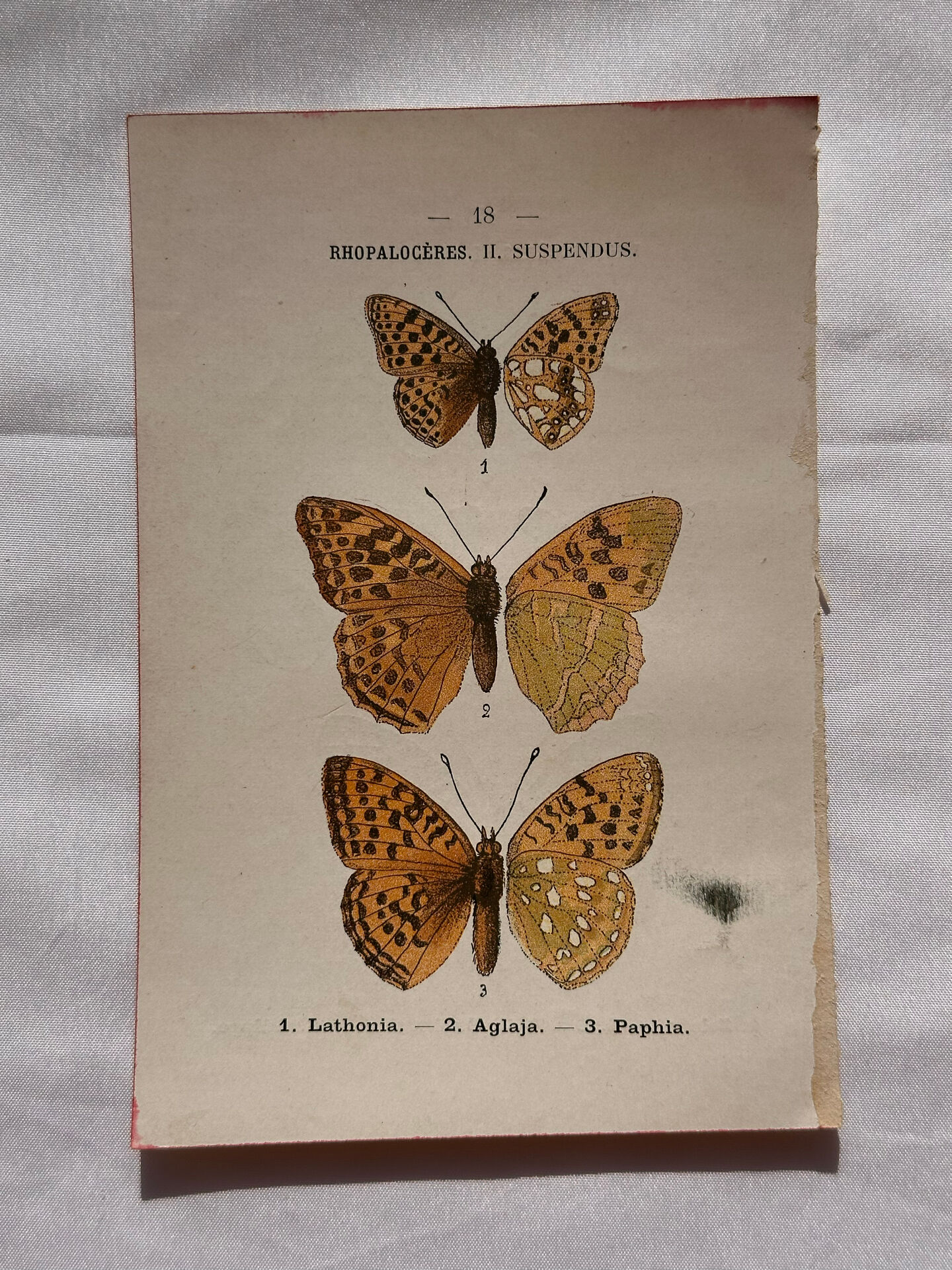 Botanical Plate 1800 Old naturalist engraving 19th century double-sided