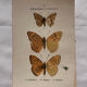 Botanical Plate 1800 Old naturalist engraving 19th century double-sided