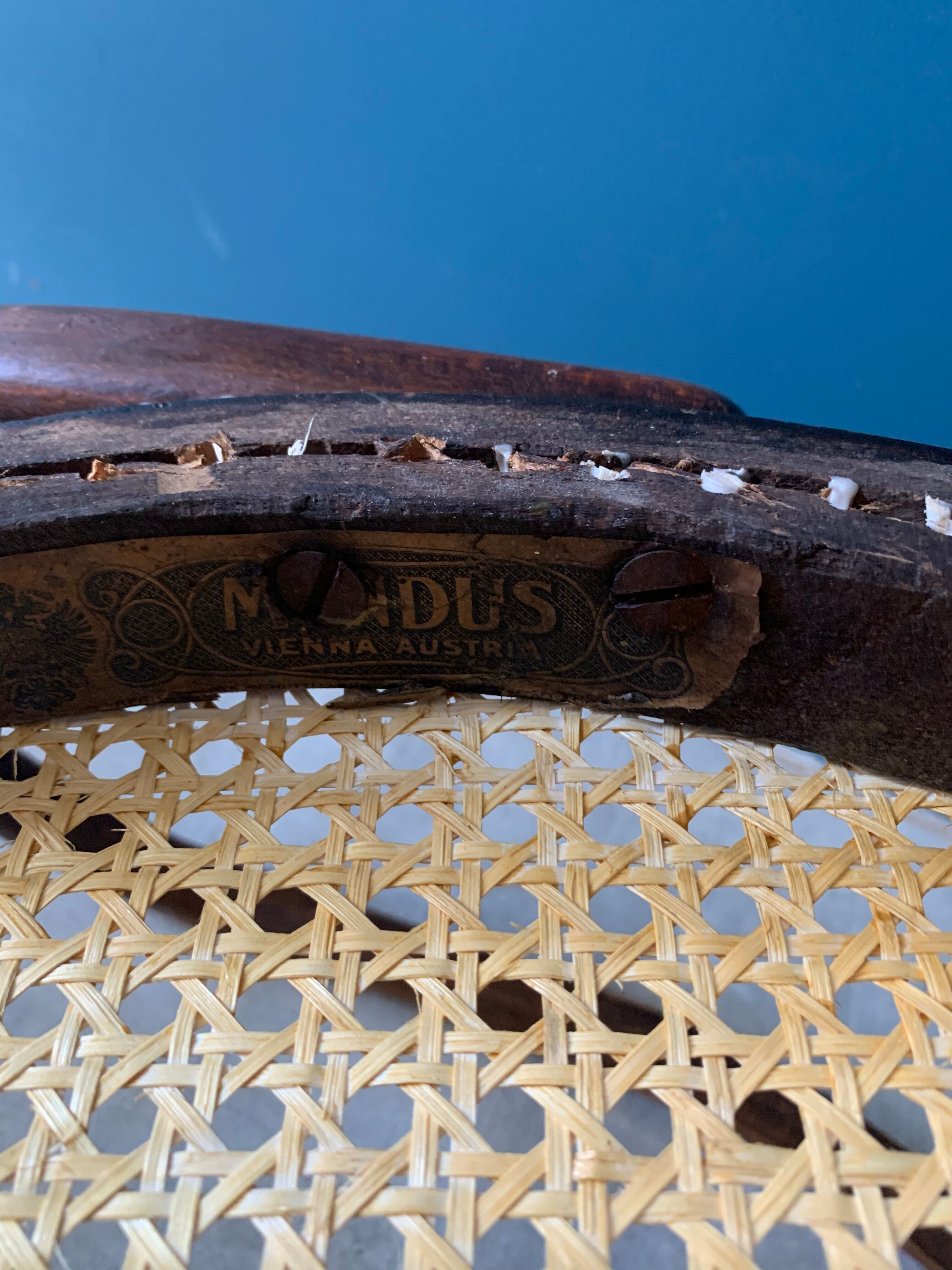 Mundus chair in curved wood