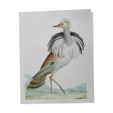 Zoological poster representing a Barbary Bustard
