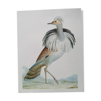 Zoological poster representing a Barbary Bustard