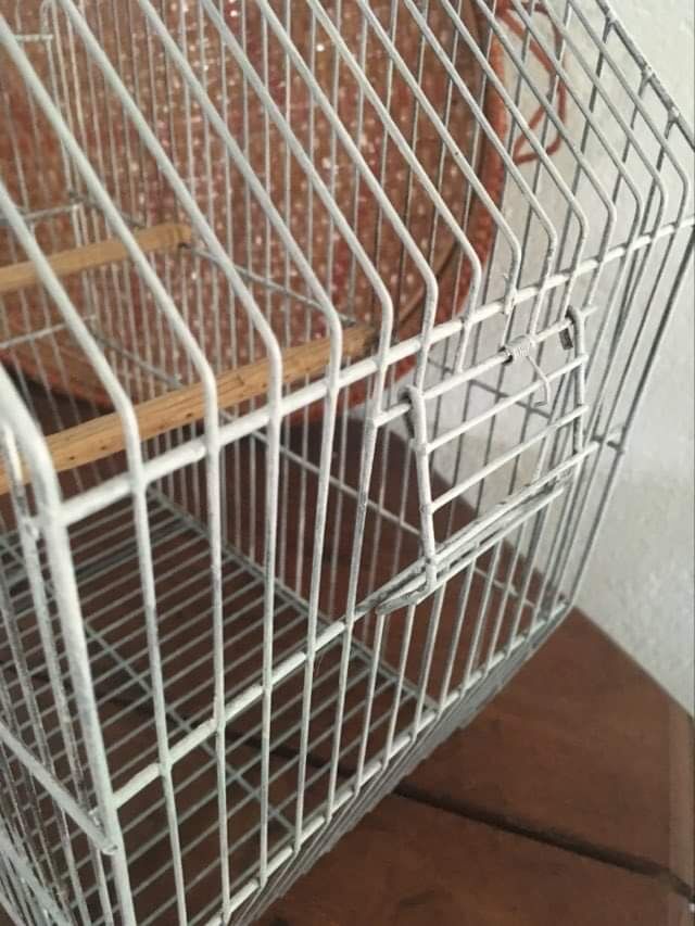 Old bird cage decoration