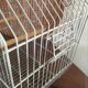 Old bird cage decoration