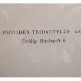 Natural History Color Lithography Tridactyl Pic 1929