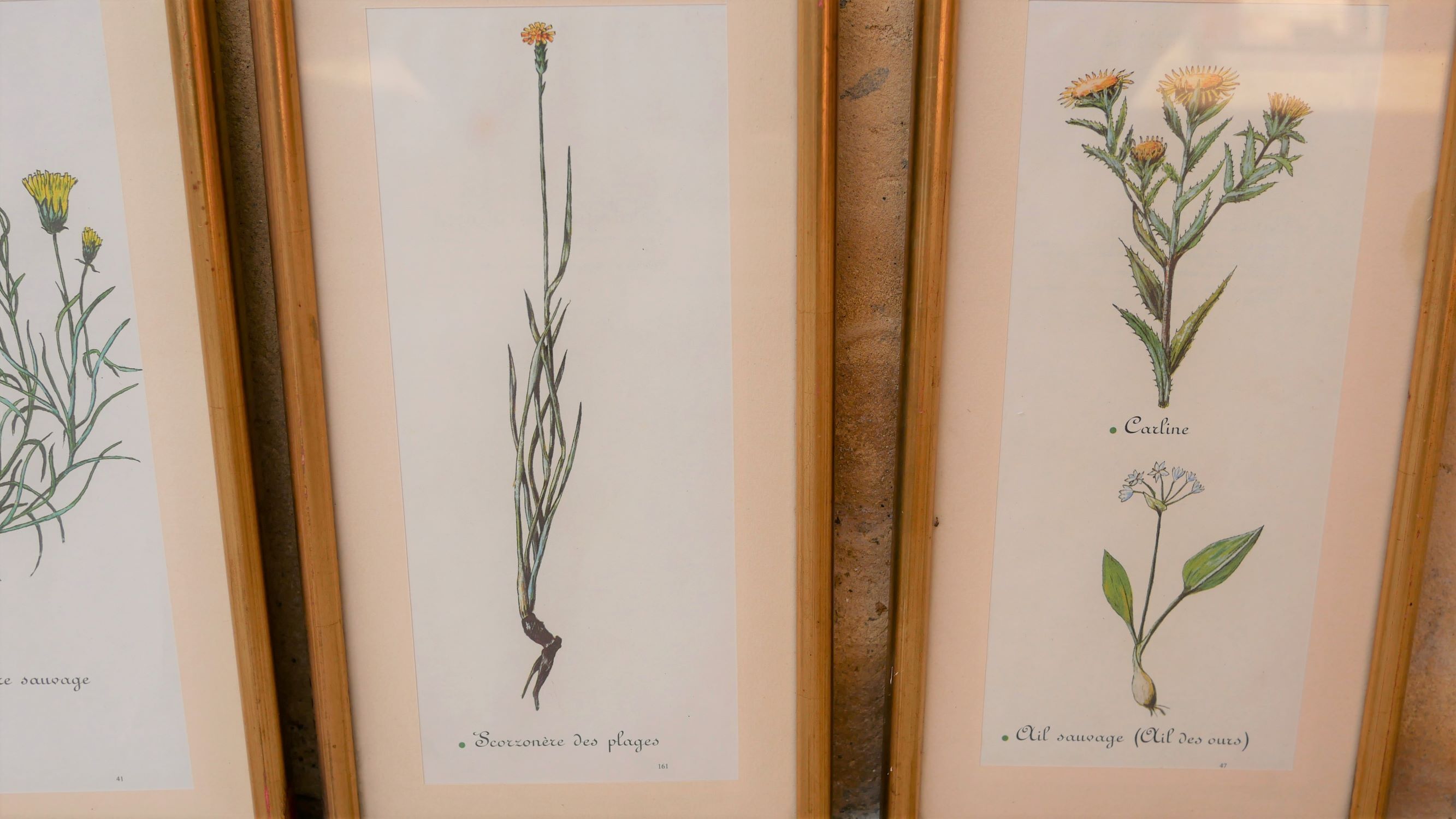 Series of 5 vintage botanical boards