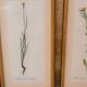 Series of 5 vintage botanical boards