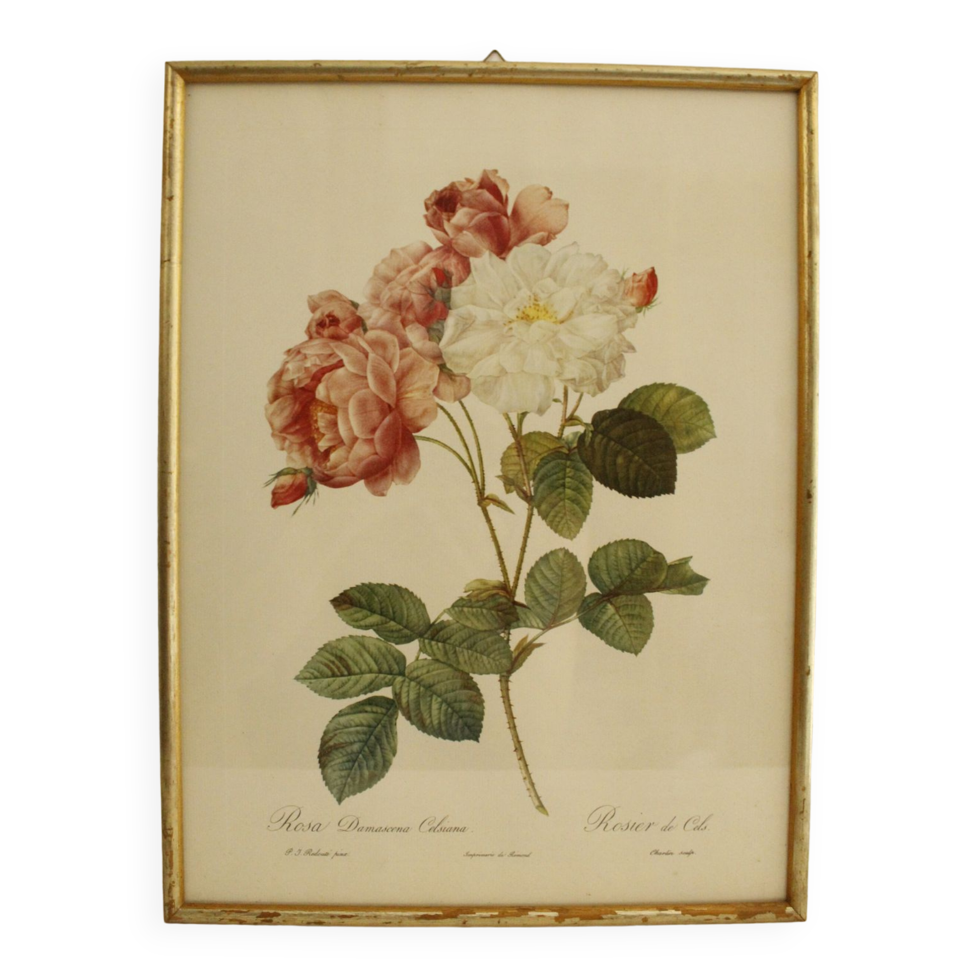 Lithographie JP Redouté encadrée - Rosier de Cels