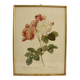 Lithographie JP Redouté encadrée - Rosier de Cels