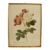 Lithographie JP Redouté encadrée - Rosier de Cels