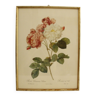 Framed JP Redouted lithograph - Cels rose