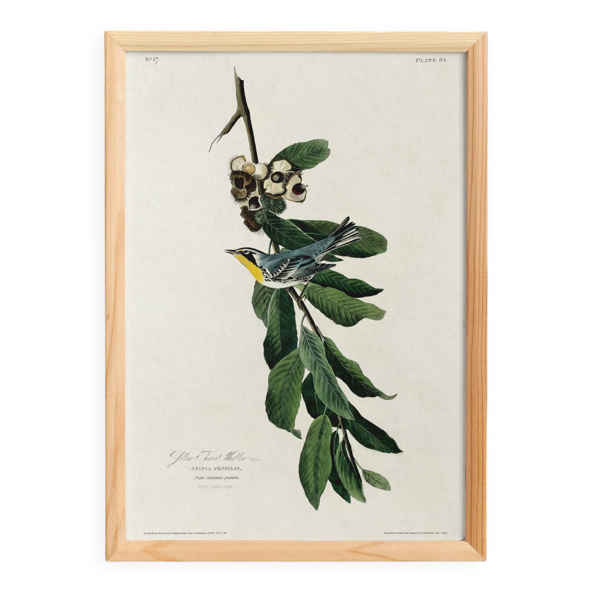 Poster about the Yellow-throated Warbler, after an old engraving from 1827