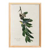 Poster about the Yellow-throated Warbler, after an old engraving from 1827