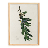 Poster about the Yellow-throated Warbler, after an old engraving from 1827