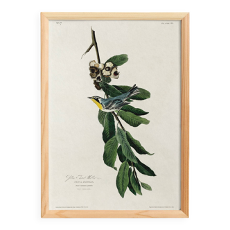 Poster about the Yellow-throated Warbler, after an old engraving from 1827
