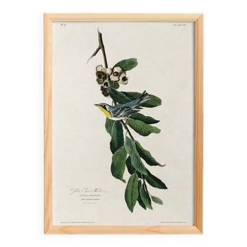 Poster about the Yellow-throated Warbler, after an old engraving from 1827