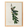 Poster about the Yellow-throated Warbler, after an old engraving from 1827