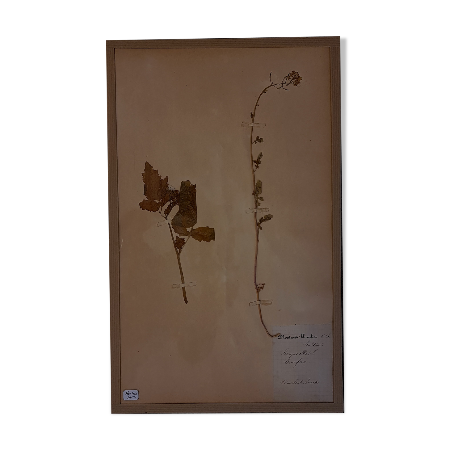 19th herbarium plank