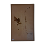 19th herbarium plank