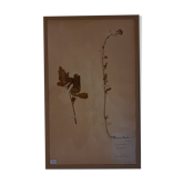 19th herbarium plank