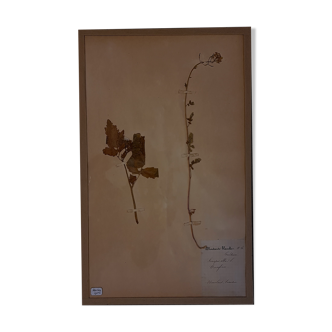Planche d'herbier 19ème