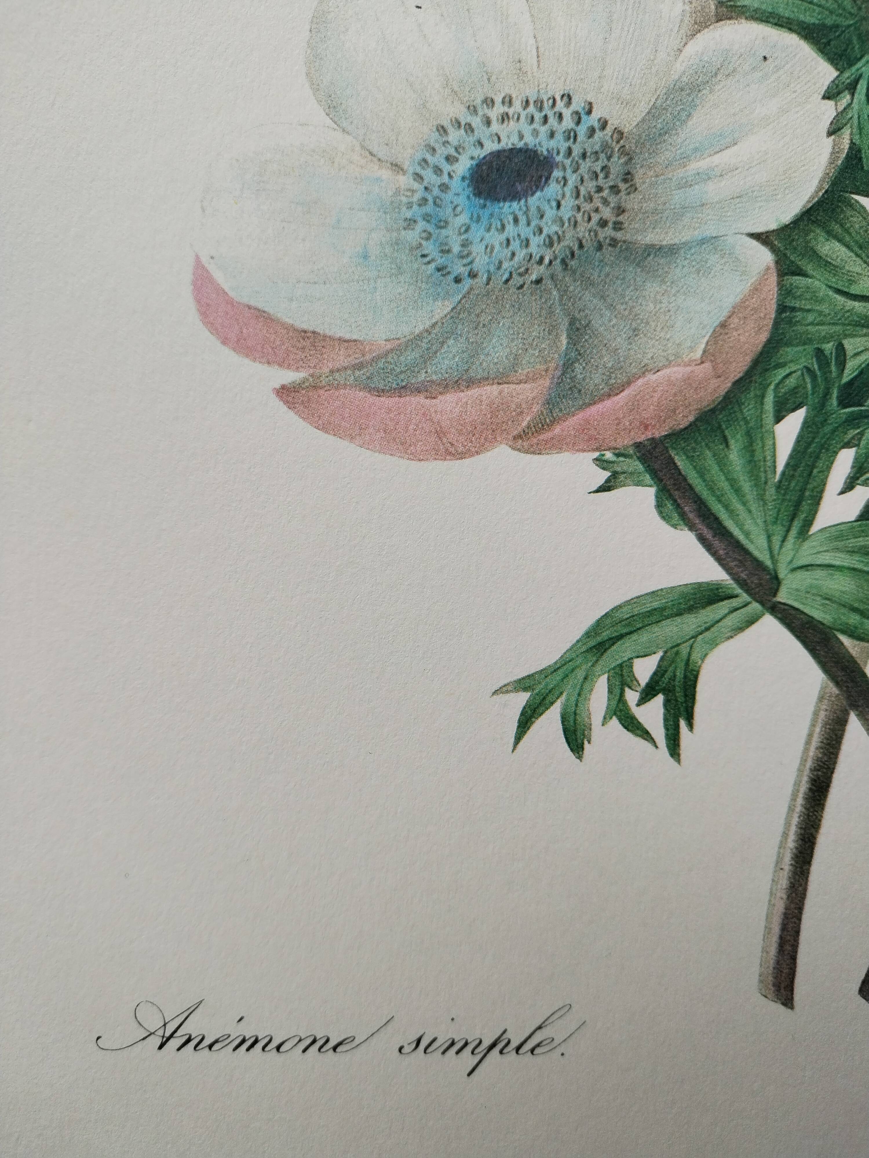 Planche illustrée originale Anémone simple