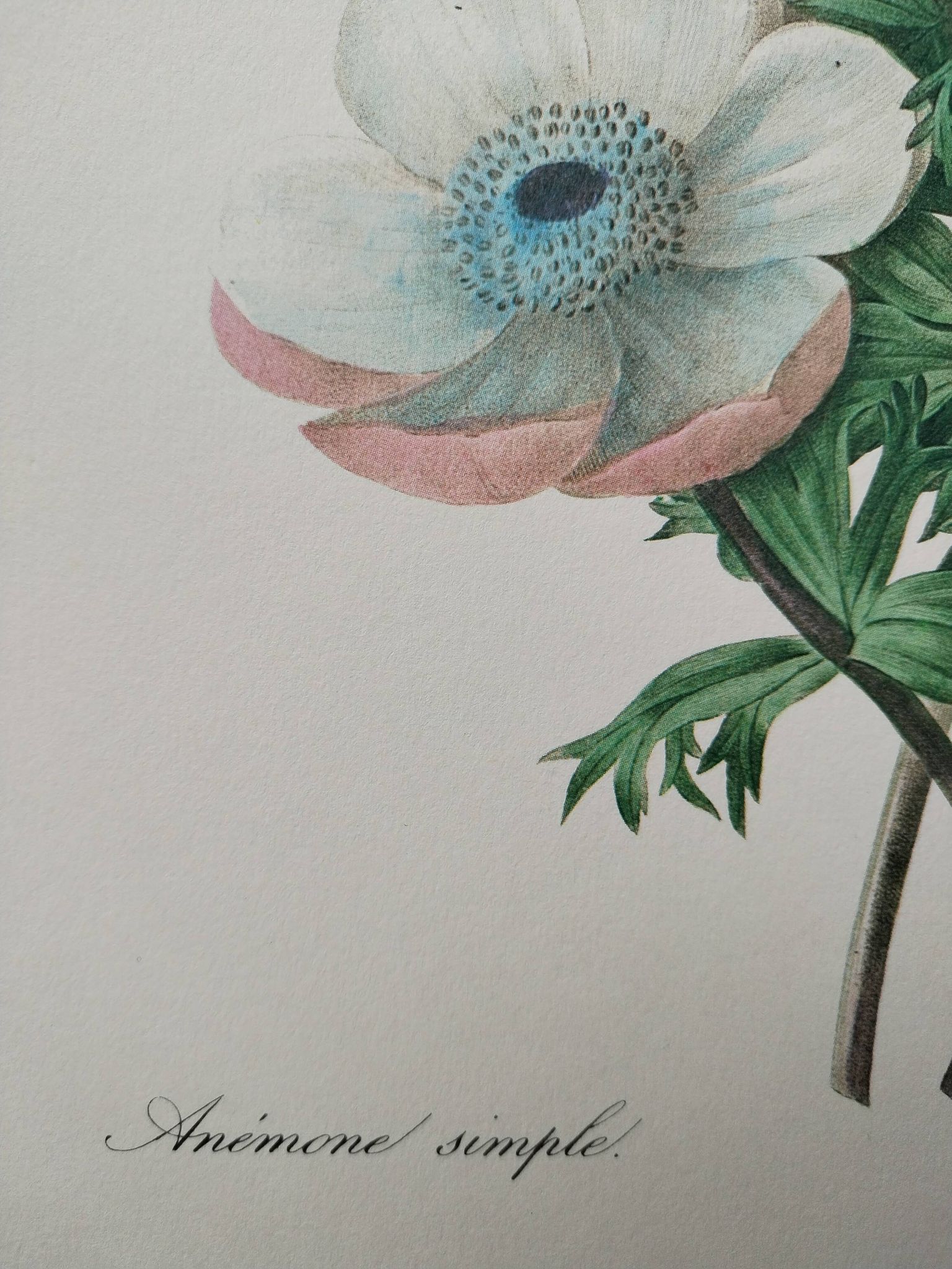 Original illustrated plate Simple anemone