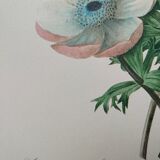 Planche illustrée originale Anémone simple