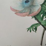 Original illustrated plate Simple anemone