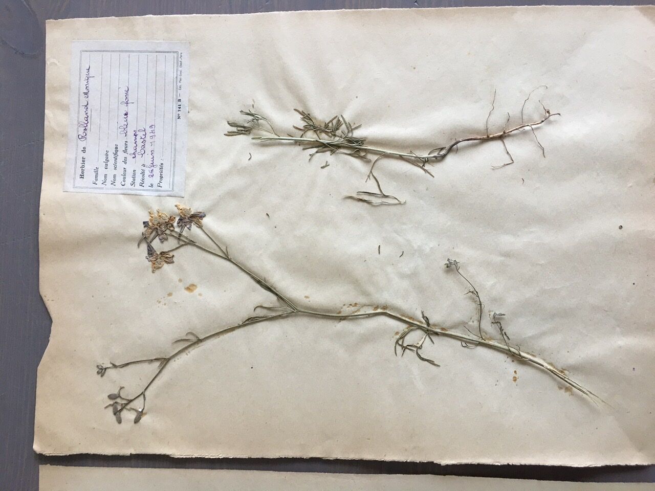 Lot de 3 planches d’herbier