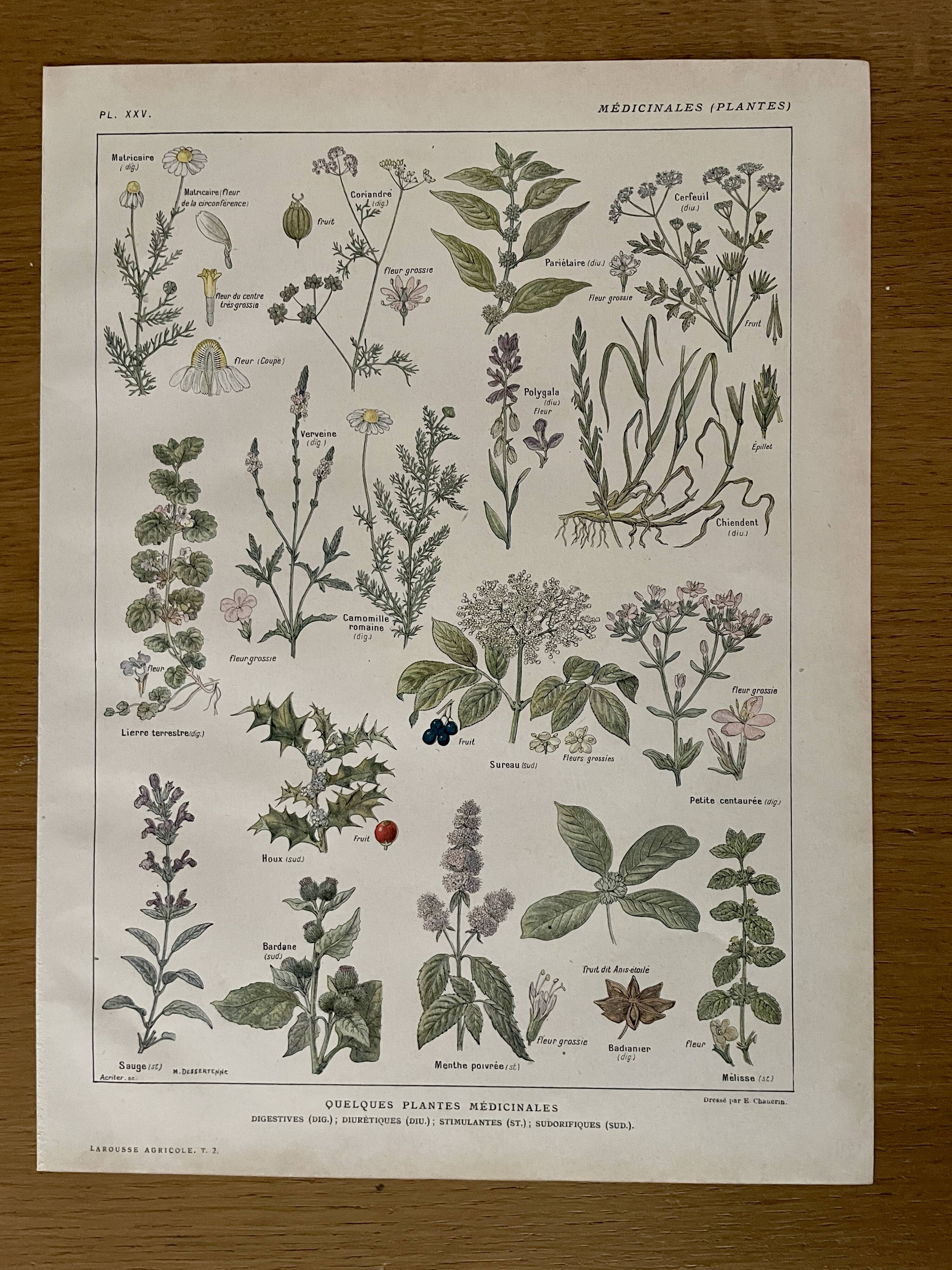 Lithograph medicinal plants (XXV) Chervil Sage Melissa - 1920